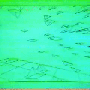 boids02.gif