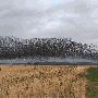 starlings-flocking.gif